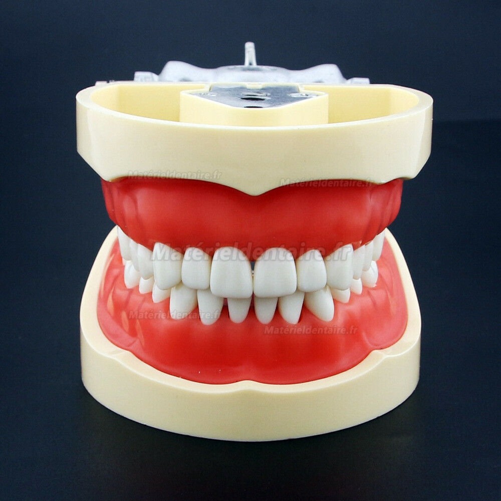 Modèle dentaire de grain de dent de simulation de résine pour l'enseignement de préparation d'examen de dentiste